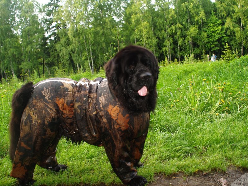 Фотография № 126117