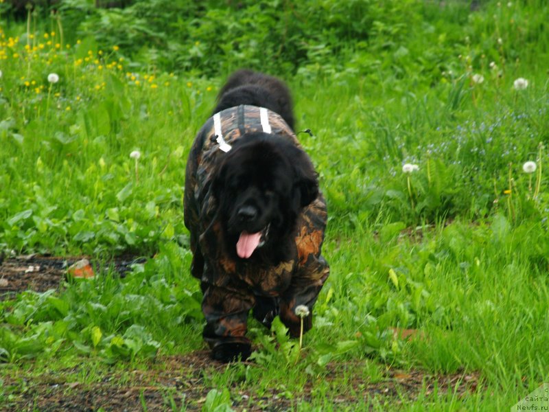 Фотография № 126118