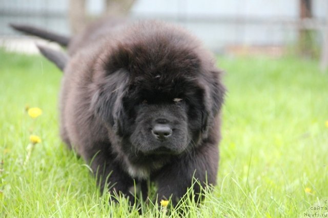 Фото: ньюфаундленд Ньюфорт Шедевр Мастера