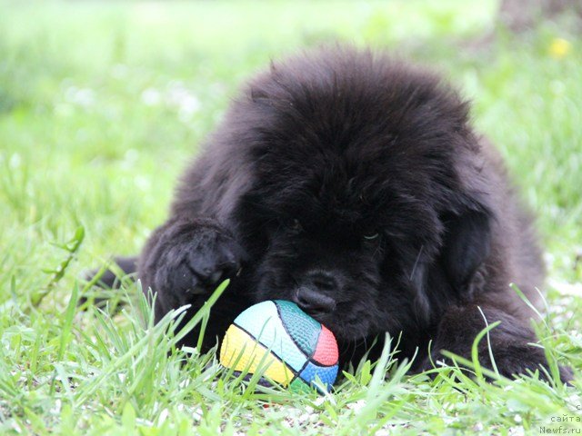 Фото: ньюфаундленд Ньюфорт Шедевр Мастера