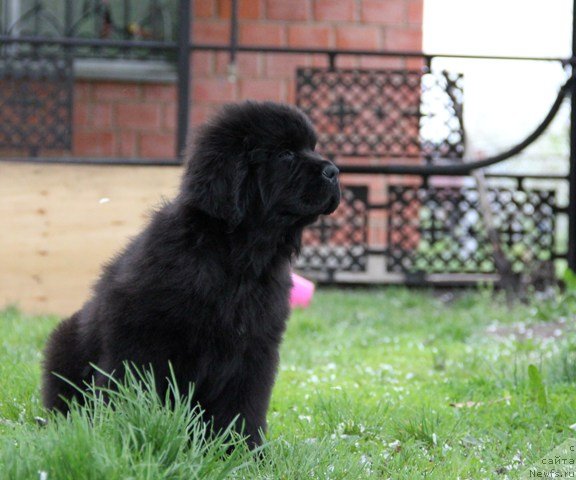 Фото: ньюфаундленд Ньюфорт Шелковый Бриз