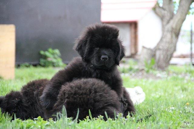 Фото: ньюфаундленд Ньюфорт Шелковый Бриз