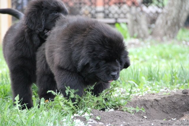 Фото: ньюфаундленд Ньюфорт Шелковый Бриз, ньюфаундленд Ньюфорт Шедевр Мастера