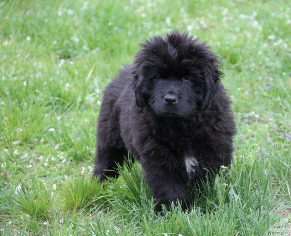 Фото: ньюфаундленд Ньюфорт Шарлотта Найт Ви