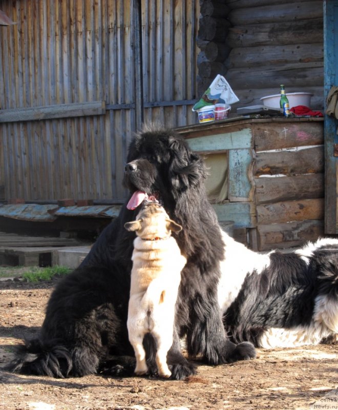 Фото: ньюфаундленд Их Высочество Владлена Маджикс, ньюфаундленд Супер Бизон Екатеринбург (Super Bizon Ekaterinburg)