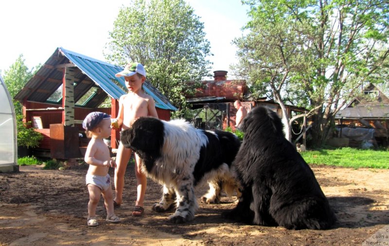 Фото: ньюфаундленд Их Высочество Владлена Маджикс, ньюфаундленд Супер Бизон Екатеринбург (Super Bizon Ekaterinburg), Ромашка и Славяшка