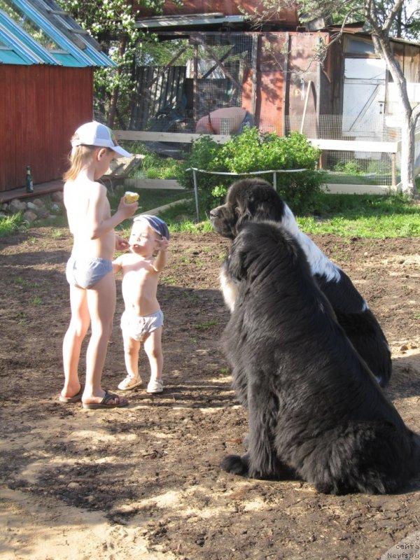 Фото: ньюфаундленд Их Высочество Владлена Маджикс, ньюфаундленд Супер Бизон Екатеринбург (Super Bizon Ekaterinburg)