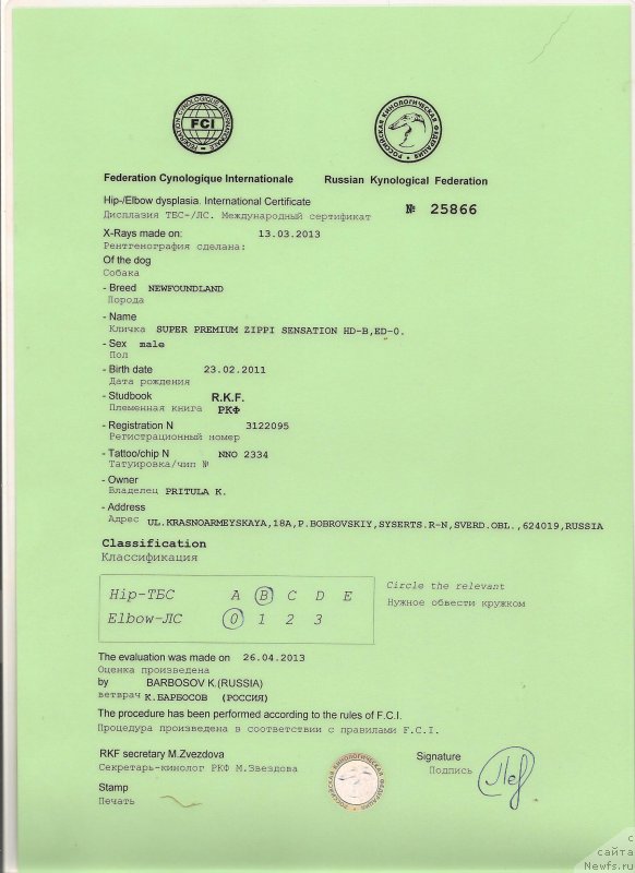 Фото: ньюфаундленд Супер Премиум Зиппи Сенсейшен
