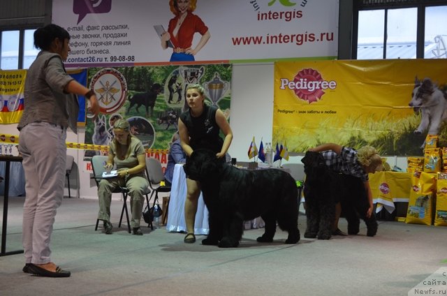 Фото: ньюфаундленд Вом Ватерфалл Лэнд Ай Тодор (Vom Waterfall Land Ay Todor), Александра Будченко