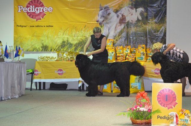 Фото: ньюфаундленд Вом Ватерфалл Лэнд Ай Тодор (Vom Waterfall Land Ay Todor), Александра Будченко