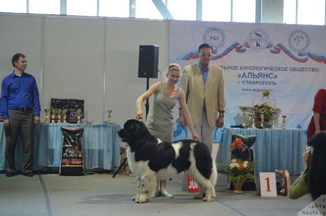 Фото: ньюфаундленд Черный Шарм Ванкувер