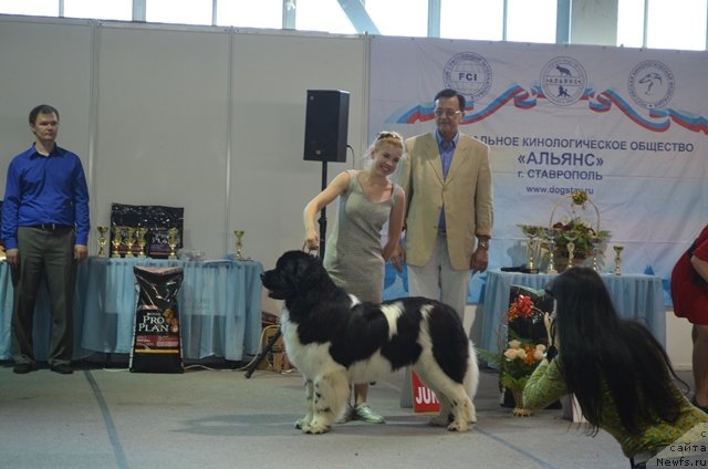 Фото: ньюфаундленд Черный Шарм Ванкувер