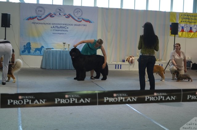Фото: ньюфаундленд Вом Ватерфалл Лэнд Ай Тодор (Vom Waterfall Land Ay Todor), Александра Будченко