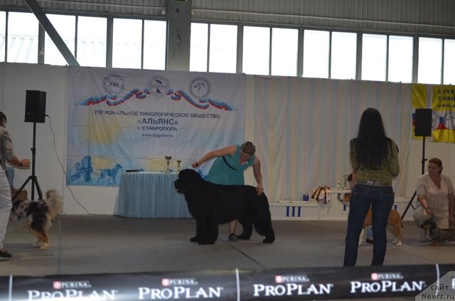 Фото: ньюфаундленд Вом Ватерфалл Лэнд Ай Тодор (Vom Waterfall Land Ay Todor), Александра Будченко
