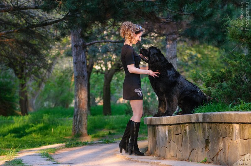 Фото: ньюфаундленд Загадка Доминика Кара Дениз (Zagadka Dominika Kara Deniz), Марина Демидова