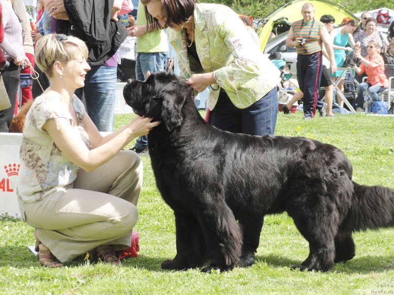 Фото: ньюфаундленд Бегущая по Волнам Зефирин Друэн (Beguschaya po Volnam Zephirine Drouhin)