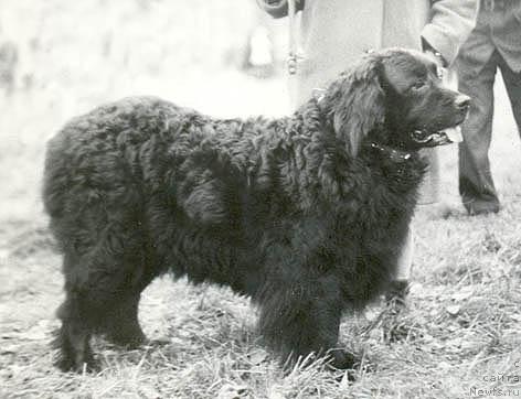 Фото: ньюфаундленд Жерри