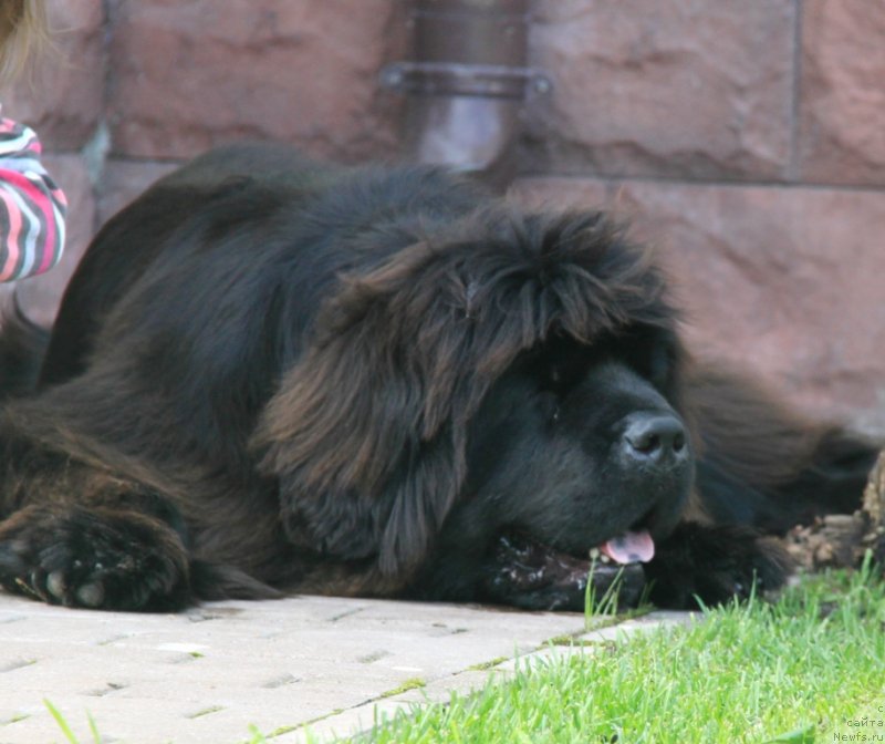 Фото: ньюфаундленд С'Нежная Вьюга Амороне Сартори (S'Nezhnaya Vjuga Amorone Sartori)