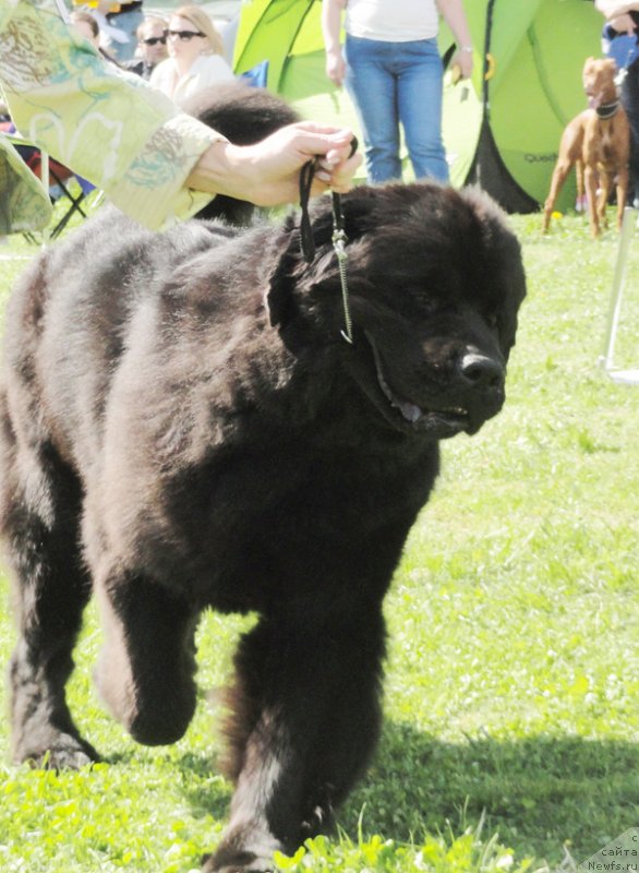 Фотография № 126236