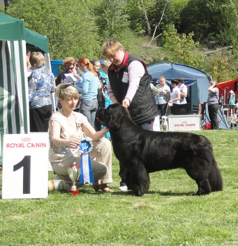 Фото: ньюфаундленд Бегущая по Волнам Зефирин Друэн (Beguschaya po Volnam Zephirine Drouhin)