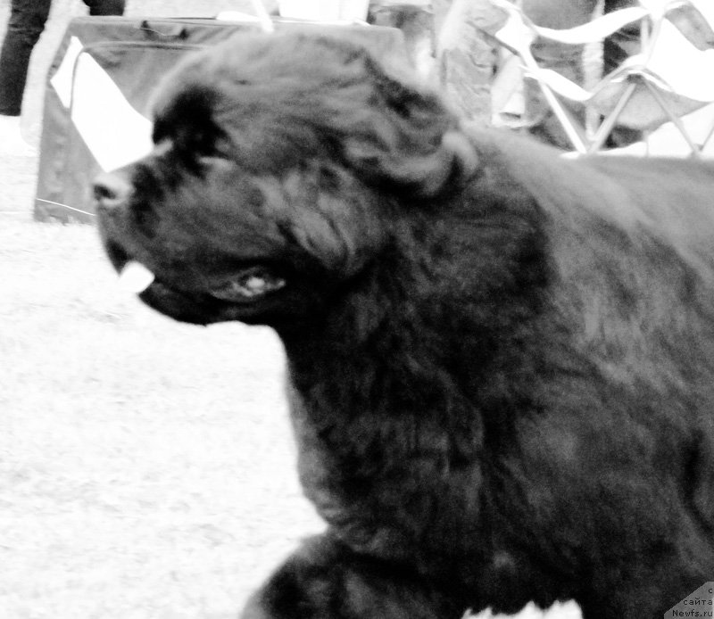 Фото: ньюфаундленд Бегущая по Волнам Зефирин Друэн (Beguschaya po Volnam Zephirine Drouhin)