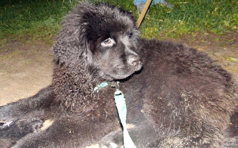 Фотография № 126250