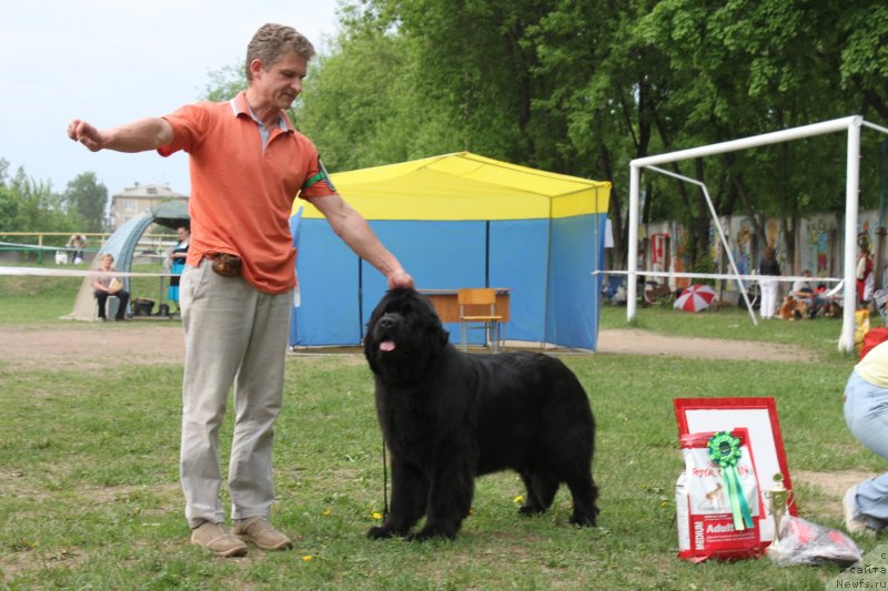 Фото: ньюфаундленд Ариадна Вейк (Ariadna Veik)