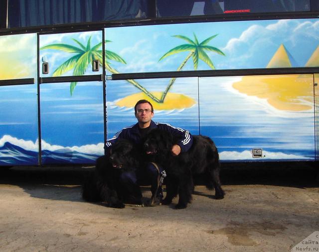 Фото: ньюфаундленд Лиана Черная Фея