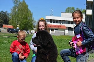 Фото: ньюфаундленд Чейз Каден Клеве Лед