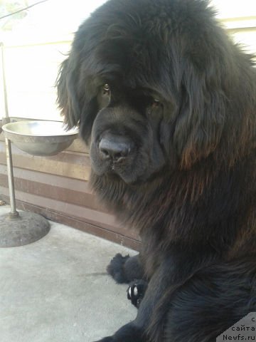 Фото: ньюфаундленд Кумир Сибири от Марлеон Дусвик