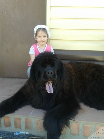 Фото: ньюфаундленд Кумир Сибири от Марлеон Дусвик