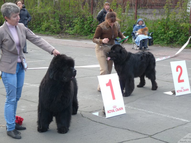Фото: ньюфаундленд С'Нежная Вьюга Альянико Дель Вультуре (S'Nezhnaya Vjuga Alyaniko del Vulture), Елена Кропотова, ньюфаундленд Фиаметтахауз Нусакан, Виктория Федорова