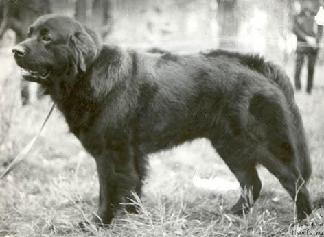 Фото: ньюфаундленд Кадо