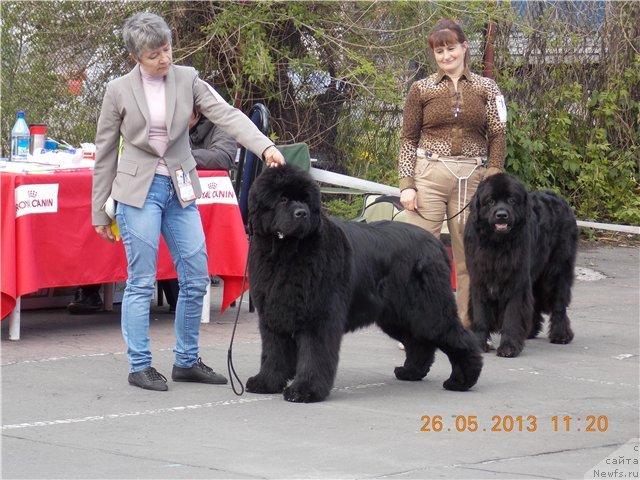 Фото: ньюфаундленд С'Нежная Вьюга Альянико Дель Вультуре (S'Nezhnaya Vjuga Alyaniko del Vulture), Елена Кропотова