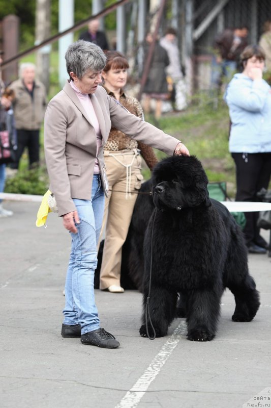 Фото: ньюфаундленд С'Нежная Вьюга Альянико Дель Вультуре (S'Nezhnaya Vjuga Alyaniko del Vulture), Елена Кропотова
