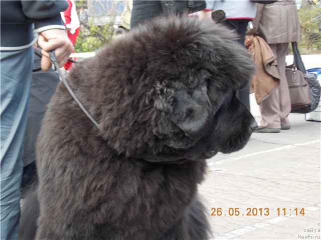 Фото: ньюфаундленд С'Нежная Вьюга Авиньонези Капаннеле (S'Nezhnaya Vjuga Avignonesi Capannelle)