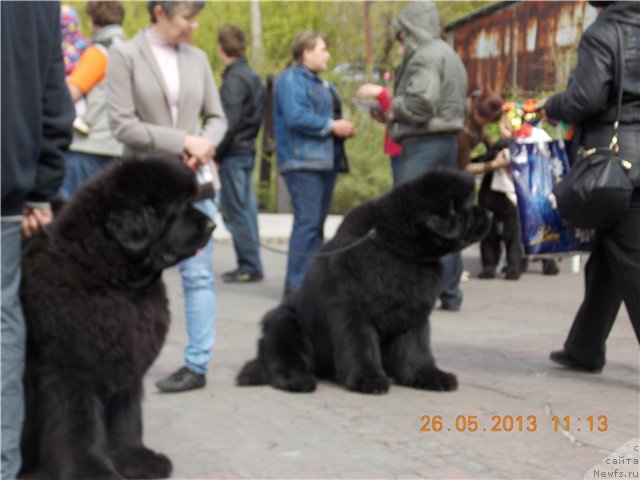 Фото: ньюфаундленд С'Нежная Вьюга Авиньонези Капаннеле (S'Nezhnaya Vjuga Avignonesi Capannelle), ньюфаундленд С'Нежная Вьюга Альянико Дель Вультуре (S'Nezhnaya Vjuga Alyaniko del Vulture)