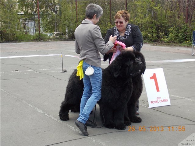 Фото: ньюфаундленд С'Нежная Вьюга Альянико Дель Вультуре (S'Nezhnaya Vjuga Alyaniko del Vulture), ньюфаундленд С'Нежная Вьюга Авиньонези Капаннеле (S'Nezhnaya Vjuga Avignonesi Capannelle), Елена Кропотова