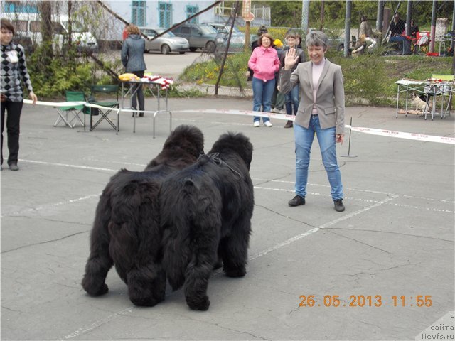 Фото: ньюфаундленд С'Нежная Вьюга Альянико Дель Вультуре (S'Nezhnaya Vjuga Alyaniko del Vulture), ньюфаундленд С'Нежная Вьюга Авиньонези Капаннеле (S'Nezhnaya Vjuga Avignonesi Capannelle), Елена Кропотова