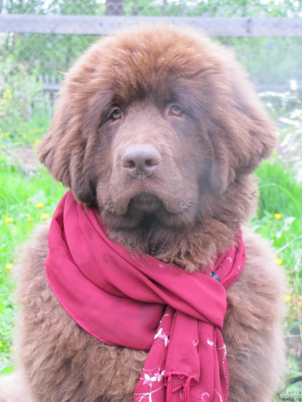 Фотография № 126319