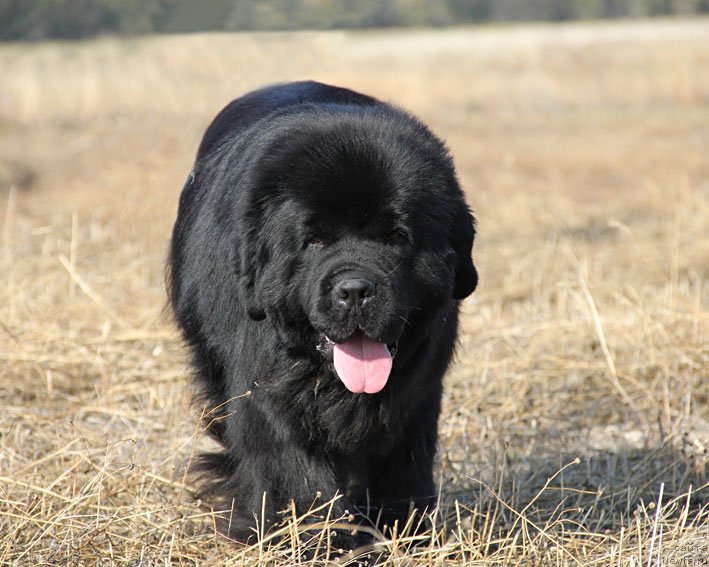Фото: ньюфаундленд Винчес из Медвежьего Яра для Берега Дона (Vinces iz Medvejyego Yara Dlja Berega Dona)