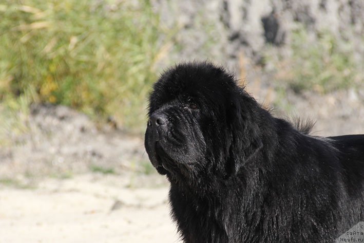 Фото: ньюфаундленд Винчес из Медвежьего Яра для Берега Дона (Vinces iz Medvejyego Yara Dlja Berega Dona)