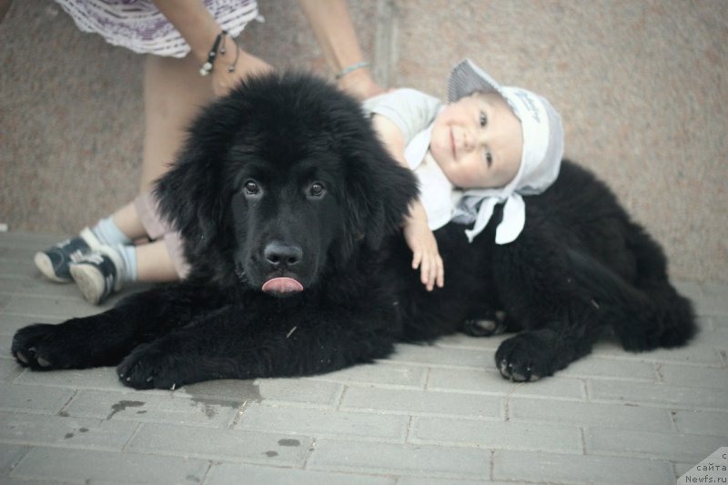 Фото: ньюфаундленд Спарт Грейт Бавария Бель (Spart Great Bavariya Bell)