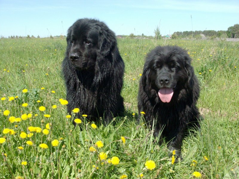 Фото: ньюфаундленд Кайден Плейфул (Kaiden Playful), Лора