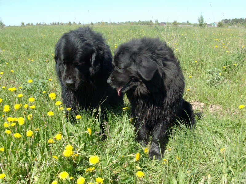 Фото: ньюфаундленд Кайден Плейфул (Kaiden Playful), Лора