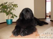 Фото: ньюфаундленд Порш Кайен (Porsche Cayene)