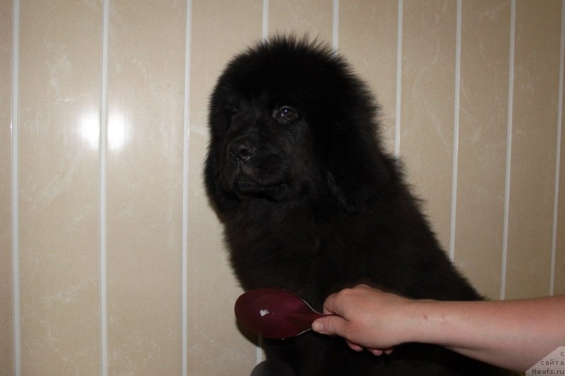 Фото: ньюфаундленд Лемюэль Дериен