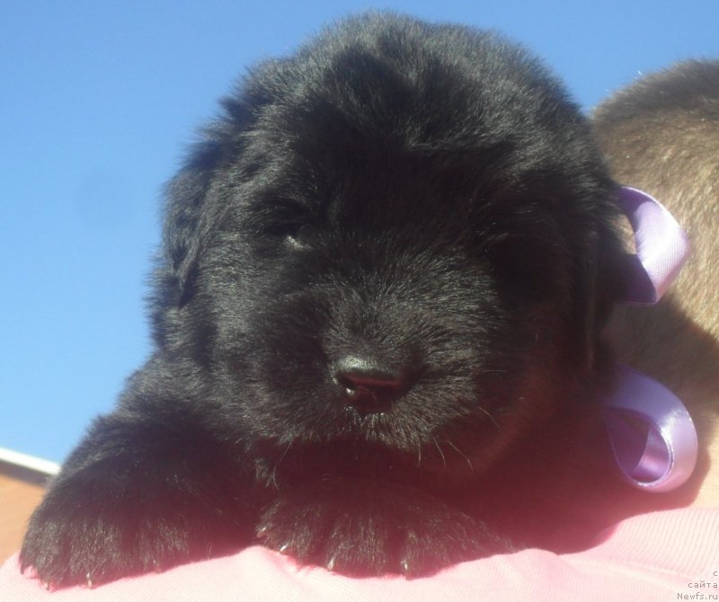 Фотография № 126349