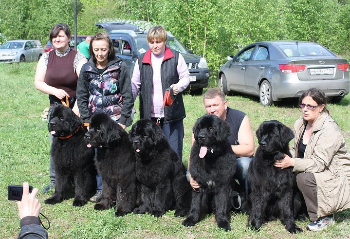 Фото: ньюфаундленд Бегущая по Волнам Деал Ме Ин (Beguschaya po Volnam Deal Me In), ньюфаундленд Бегущая по Волнам Дансинг Квин (Beguschaya po Volnam Dancing Queen), ньюфаундленд Бегущая по Волнам Зефирин Друэн (Beguschaya po Volnam Zephirine Drouhin), ньюфаундленд Бегущая по Волнам Шаман (Beguschaya po Volnam Shaman), ньюфаундленд Бегущая по Волнам Шадэ Колор оф Лифе (Beguschaya po Volnam Shade Color of Life)