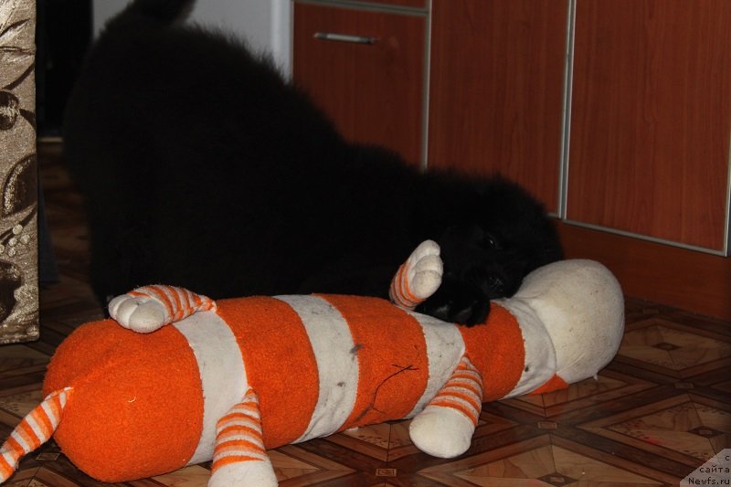 Фото: ньюфаундленд Ласковый и Нежный Бриз, 3 мес 5 дней